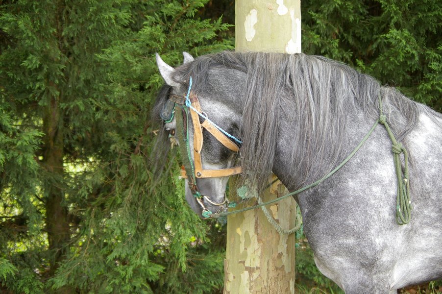 Les chevaux marocains: Les Chevaux Marocains 102